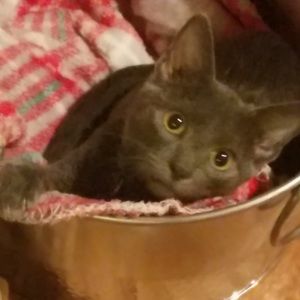 Meet your Posher, Kelsey